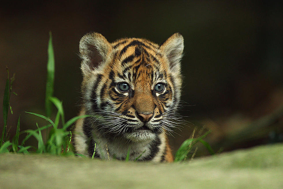 Did Someone in Texas Spend Their Stimulus Check on a Tiger Cub?
