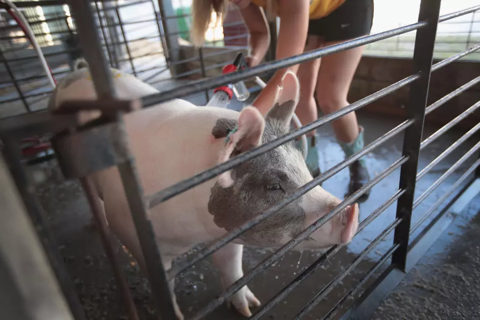 Oklahoma Show Pig Accidentally Sent to Slaughter House