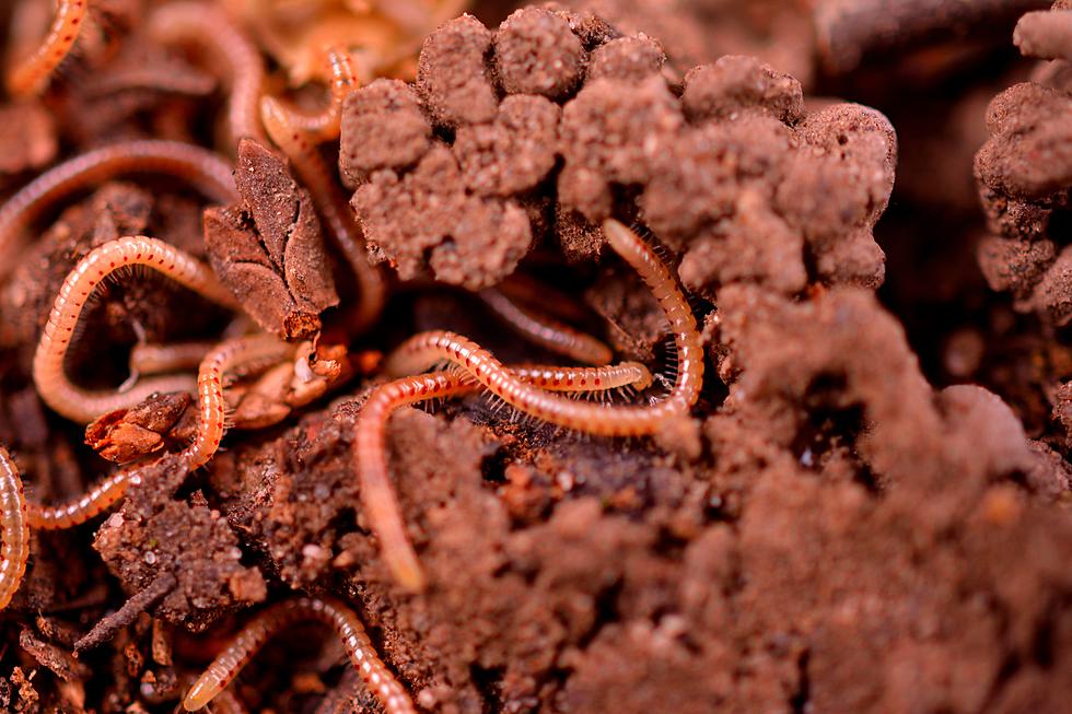 Invasive Jumping Worms Spotted in Parts of Texas and Oklahoma