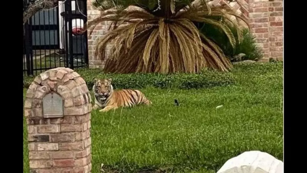 Guess What? Another Tiger Spotted in a Texas Neighborhood