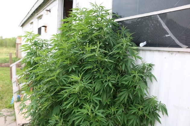 Deputies Spot Marijuana Plant Growing in Front of Texas Home