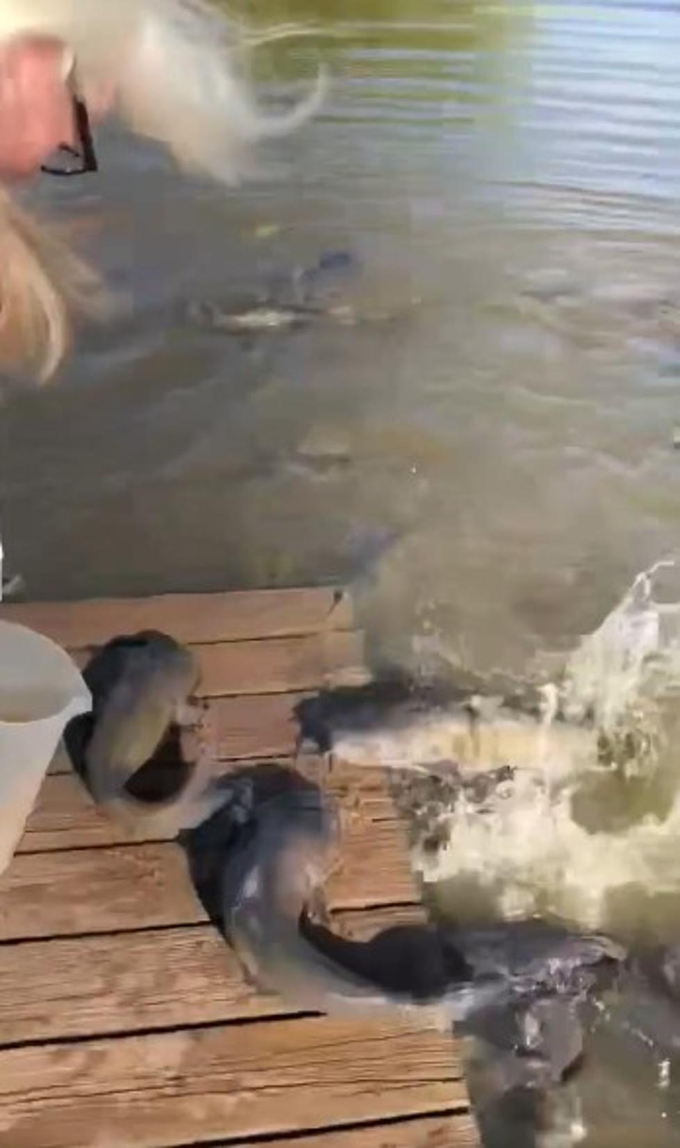 Wichita Falls Grandma Doesn’t Need to Fish, She Gets Them to Jump on the Dock