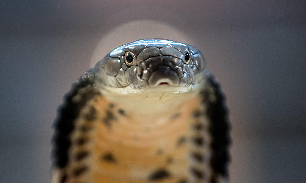 How Have We Still Not Found this King Cobra in North Texas?