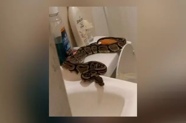 A Big Ol&#8217; Python Crawled Up a Toilet in a Texas Woman&#8217;s Home