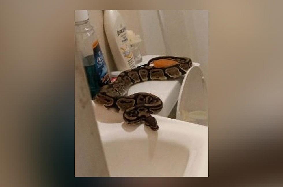 A Big Ol’ Python Crawled Up a Toilet in a Texas Woman’s Home