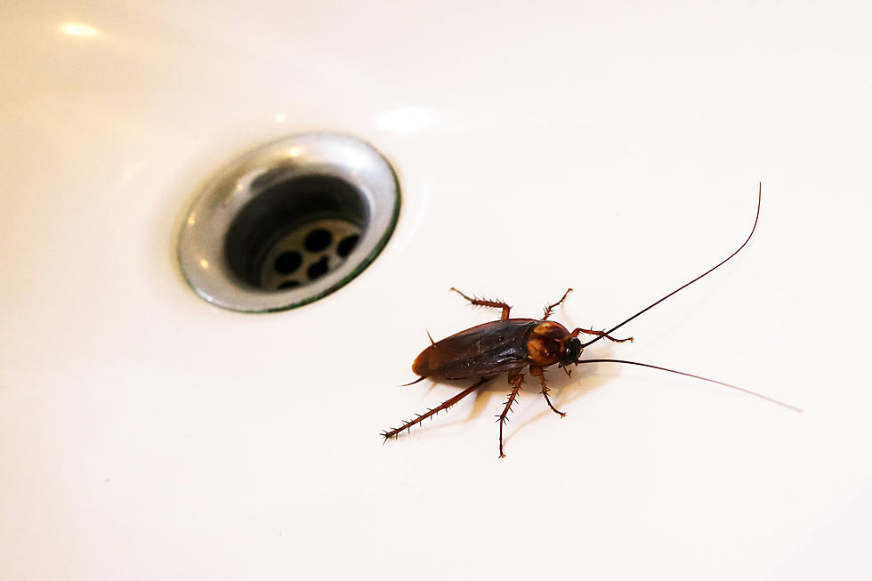 This Texas City Has the Most Cockroaches in the Country