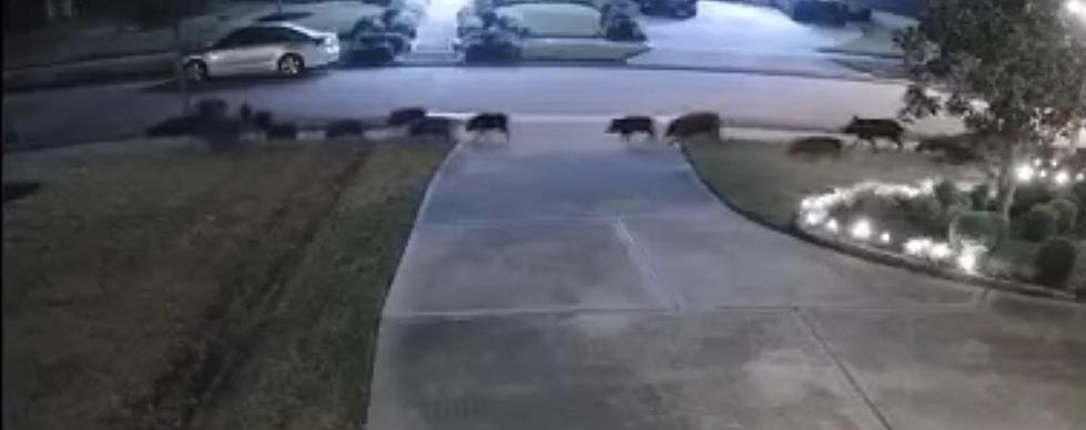 Check Out this Massive Team of Hogs Move Through a Texas Neighborhood