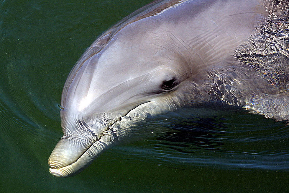 Dolphin Dies After Texas Beachgoers Attempt to Ride It