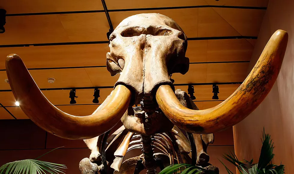 Dallas Company Wants to Bring Back a Woolly Mammoth, Is This a Good Idea?