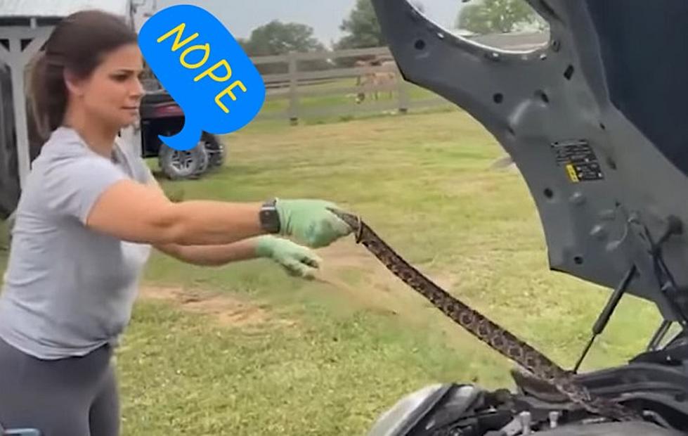 Nightmare Fuel, Texas Woman Pulls Snake Out of the Hood of Her Car