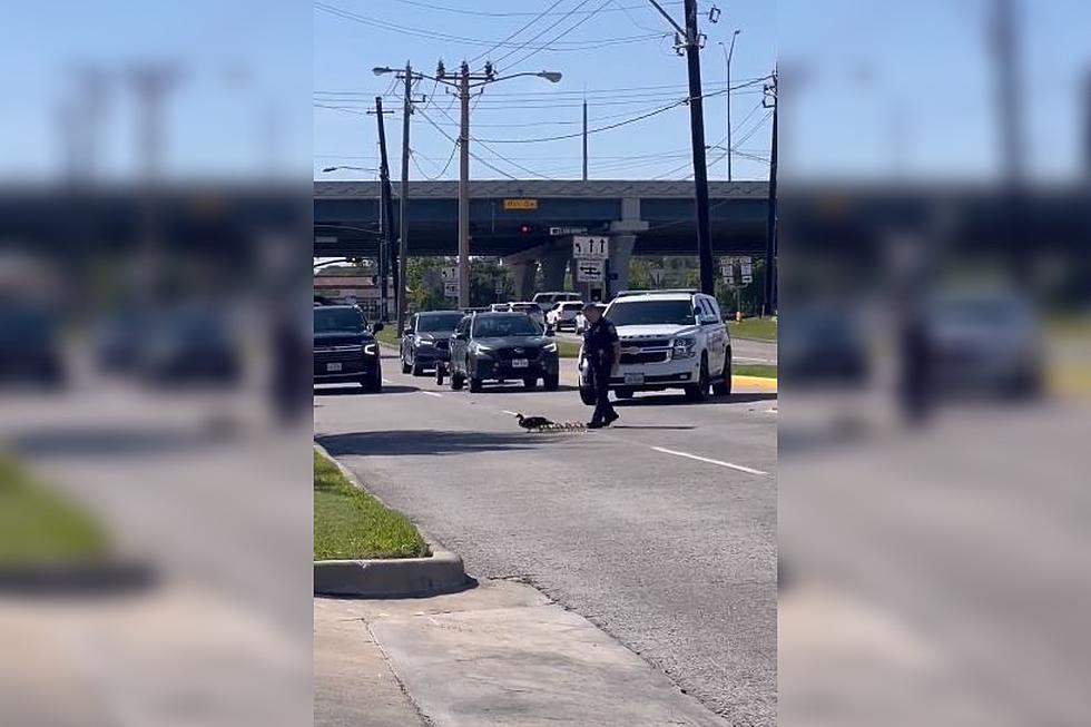 Watch a North Texas Police Officer Help a Mother Duck and Ducklings Cross the Street