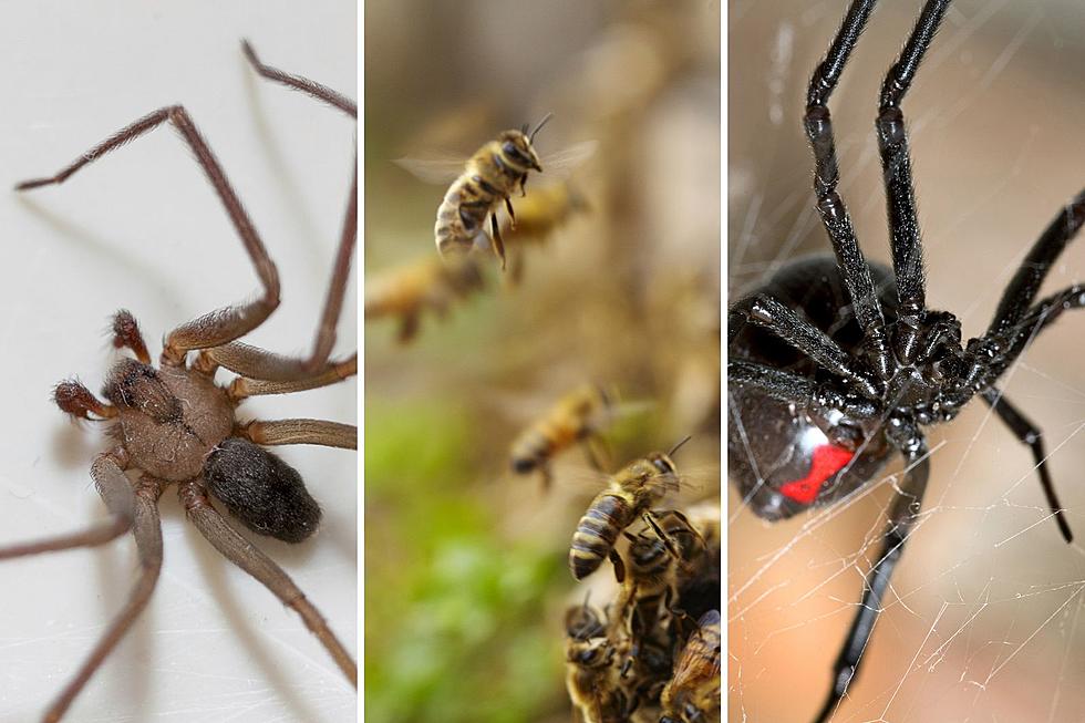 8 of the Deadliest Insects in the World Can be Found in Texas