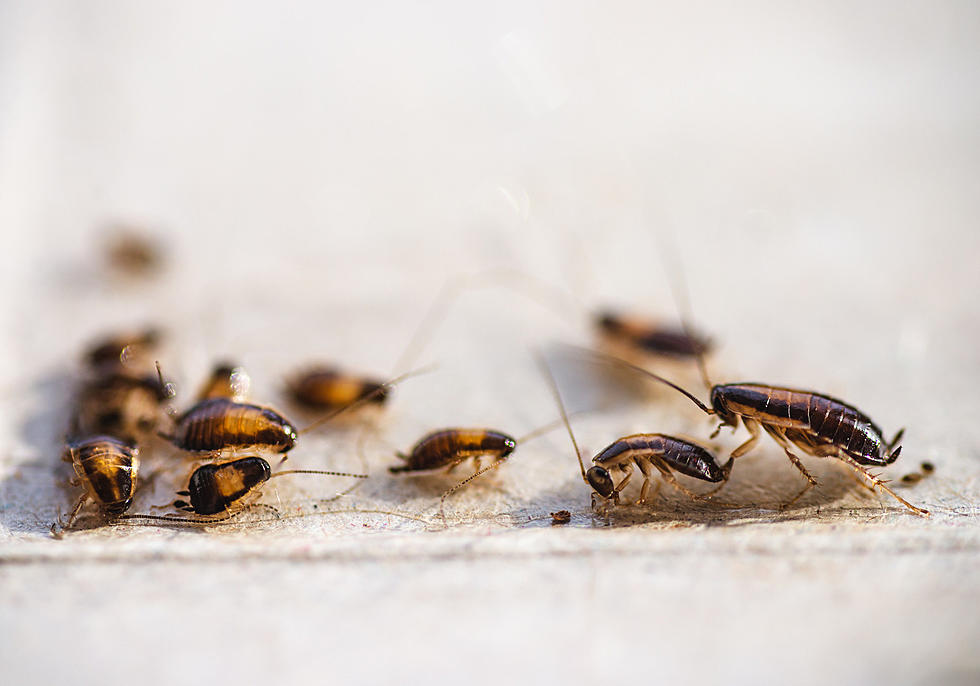 Two Texas Cities are the Most Roach Infested in the Country
