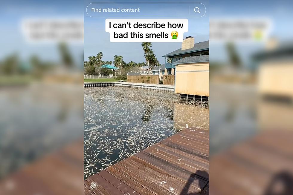 Video Shows Thousands of Dead Fish in South Texas