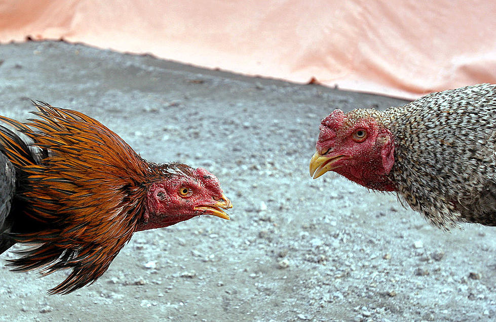 One of the Largest Cockfighting Rings in Texas History was Busted
