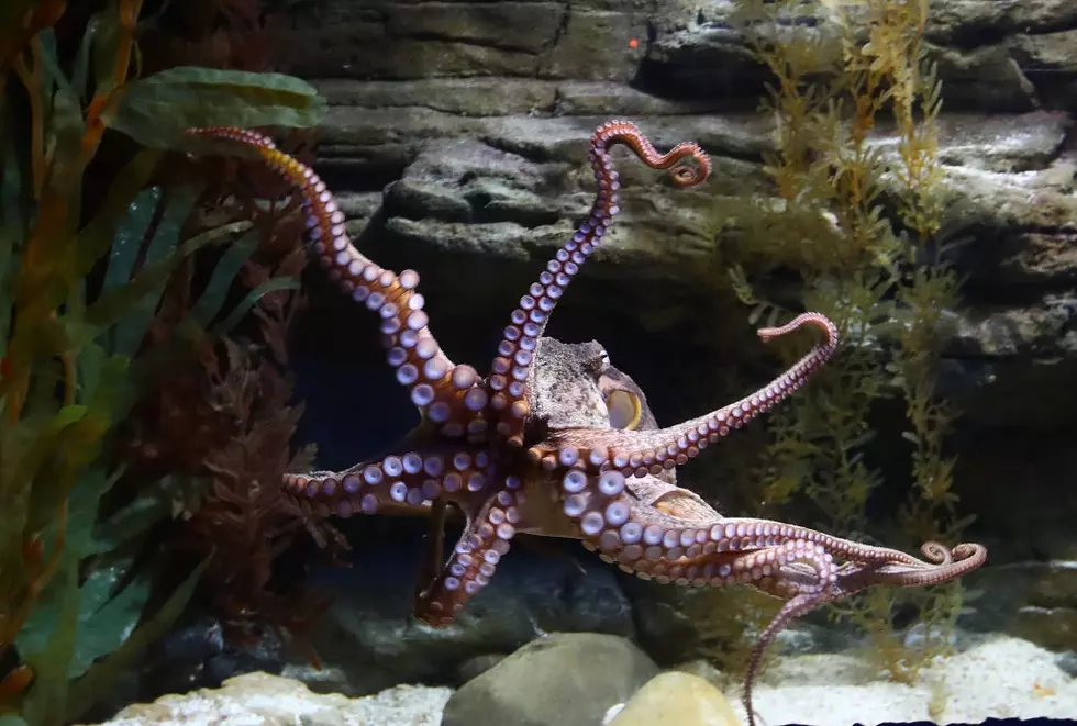 Octopus Attacks Child at Texas Aquarium, Staff Said ‘She Was Playful’