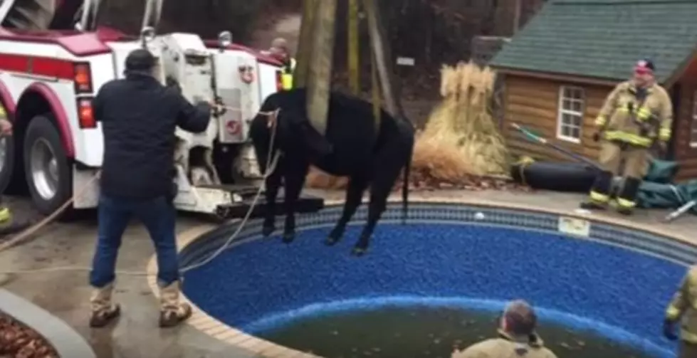 Firefighters Use Tow Truck to Rescue 1,500-Pound Cow From Oklahoma City Pool [VIDEO]
