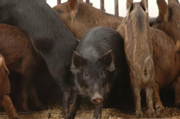 The Fight to Stop Texas Ag Commissioners Hog Poisoning Scheme Continues [Video]
