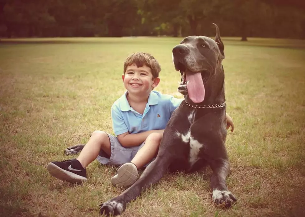 Off-Duty North Texas Police Officer Shoots and Kills Great Dane In Front of Family