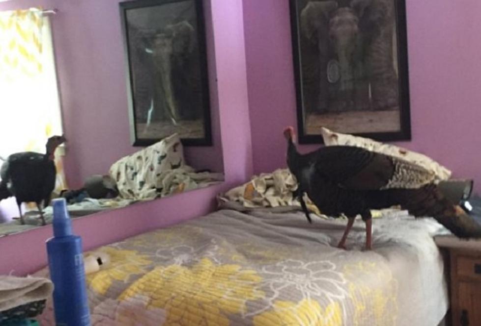 A Turkey of a Burglar Hits Home