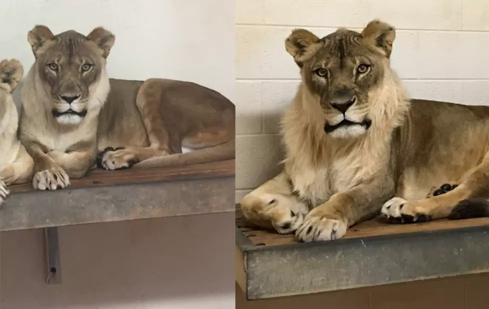 Female Lion With a Mane Has Died at Oklahoma City Zoo
