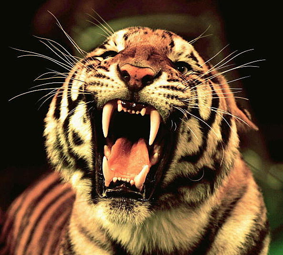 The Animal Most Likely to Kill You In Oklahoma is a Tiger, Wait, What?