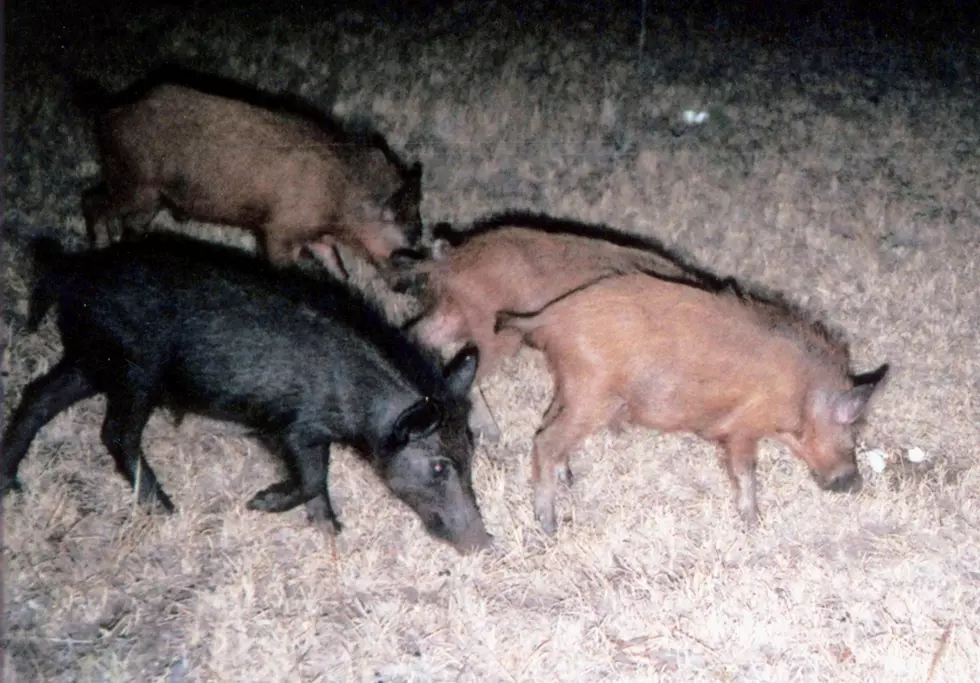USDA Seeks Non-Federal Partners for Feral Swine Eradication