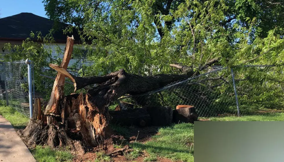Saturday Storms Knock Out Power, Damage Trees; New Rainfall Record
