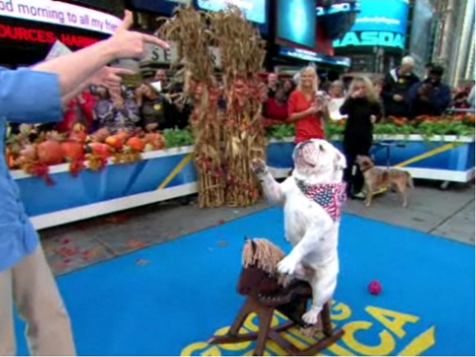 Talented Pups Square Off in Dog Trick Competition on ‘GMA’ [VIDEO]