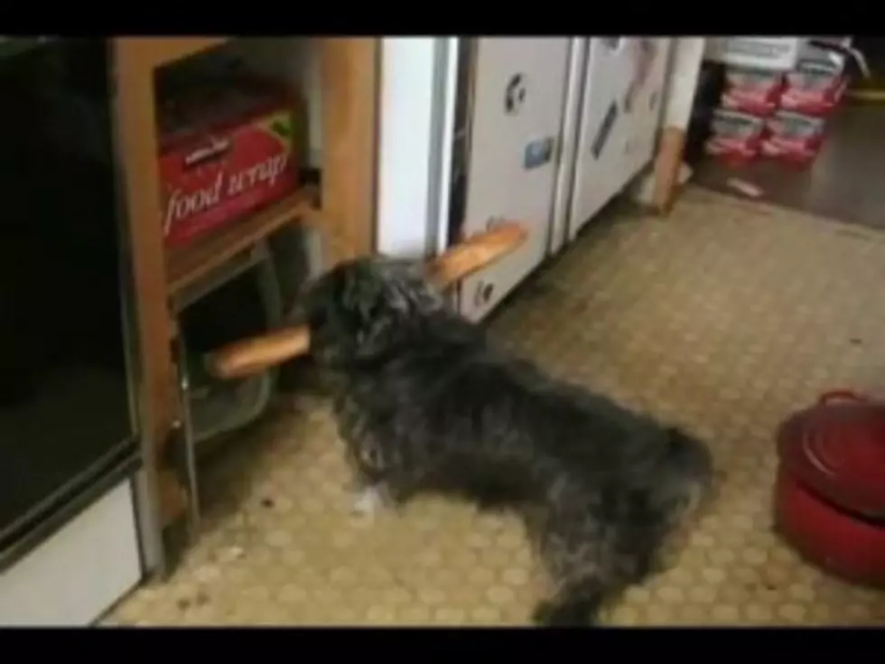 Determined Dog Tries to Get Baguette into his Crate [VIDEO]