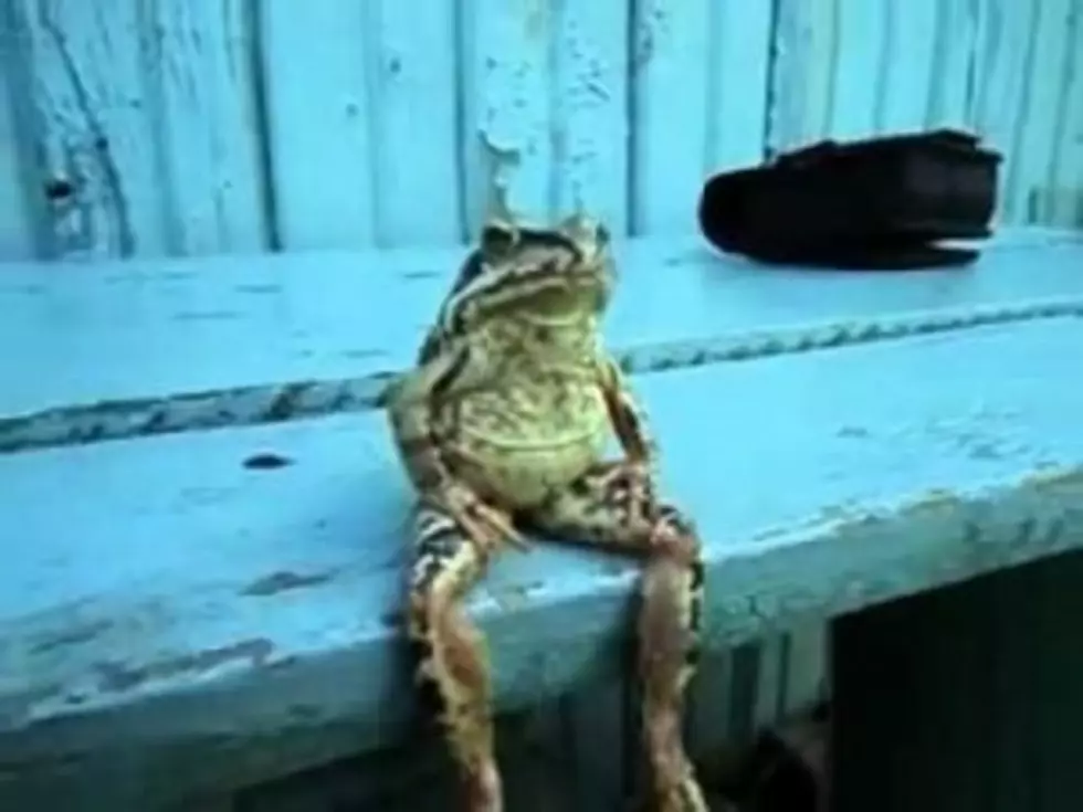 106.9&#8217;s Official RockFrog Sits Patiently Waiting for His Ride [VIDEO]