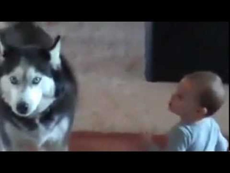 Dog and Baby Meet for High Level Talks [VIDEO]