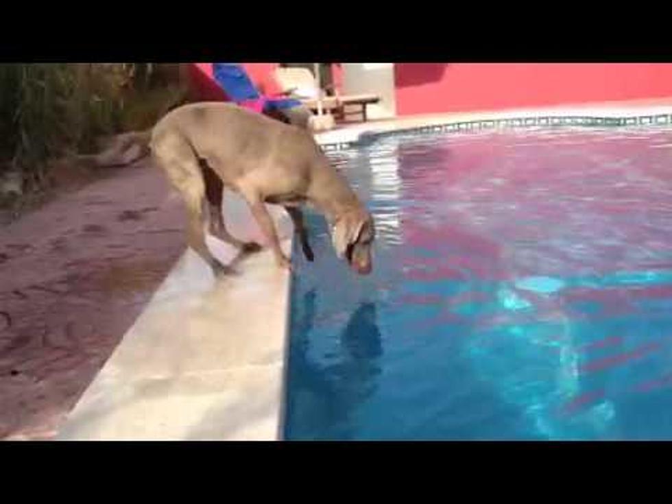 Clever Dog Gets Frisbee out of Pool Without Getting Wet