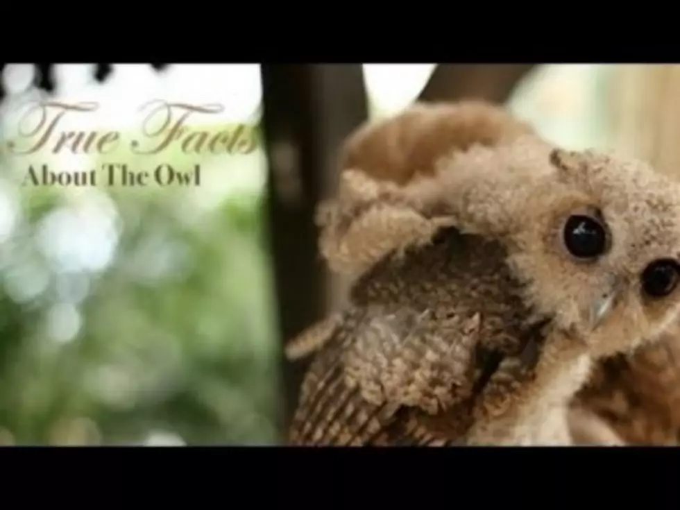 Interesting and Entertaining True Facts About The Owl [VIDEO]