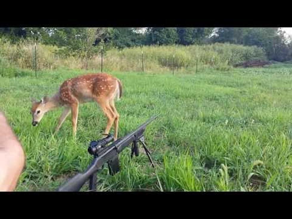 This Deer Shows No Fear [VIDEO]