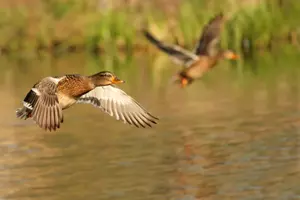 &#8216;Birding&#8217; in Aransas National Wildlife Refuge Among the Best in the USA