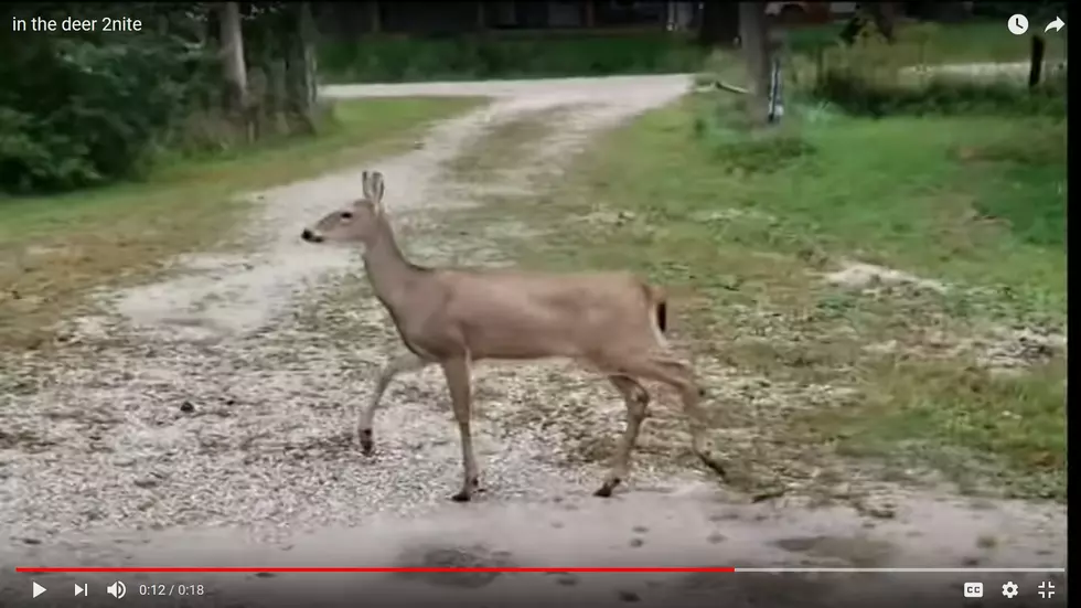 Deer Nailing ‘In The Air Tonight’ Drums is Internet Gold