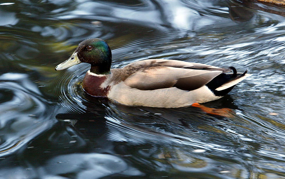 Victoria Wants Its Duck Pond Back