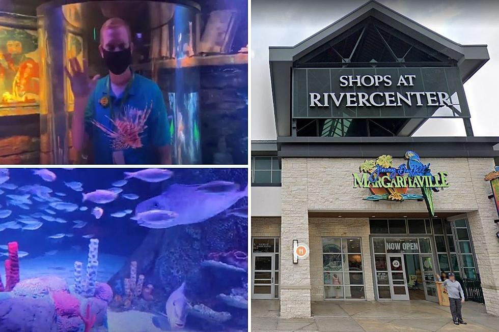 Sea Life San Antonio Opens at the Shops at RiverCenter