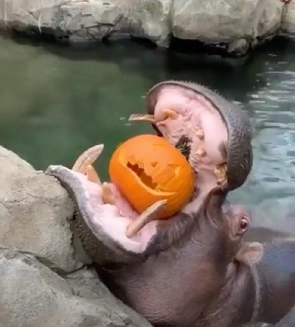 DUMB VIDEO OF THE WEEK: Hippos Eating Halloween Pumpkins