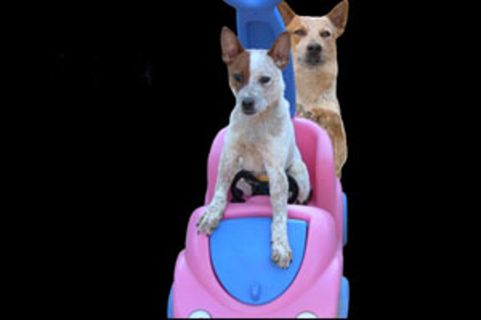 Our Five Favorite Videos of Rain and Ruger – Two Dogs Who Love to Drive