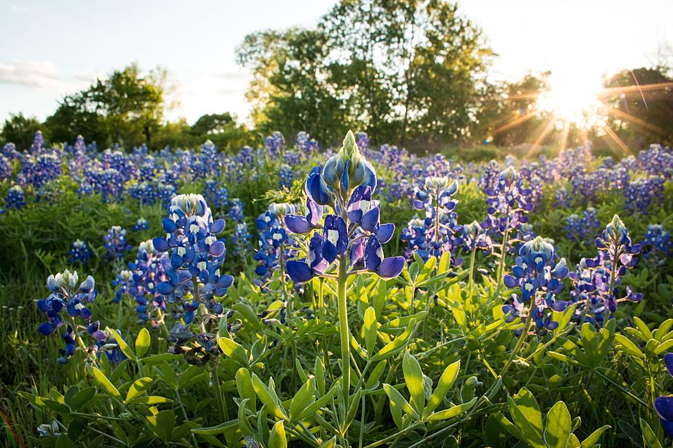 Texas Day Trip to the Bluebonnet Festival