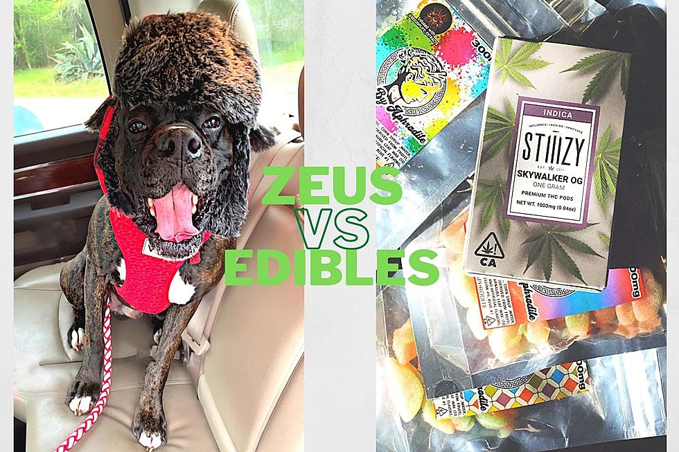 Kids Aren't The Only Ones Accidently Eating Edibles, So Is My Dog