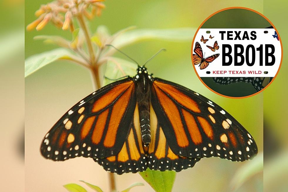 Keep Texas Wild with New Monarch License Plate