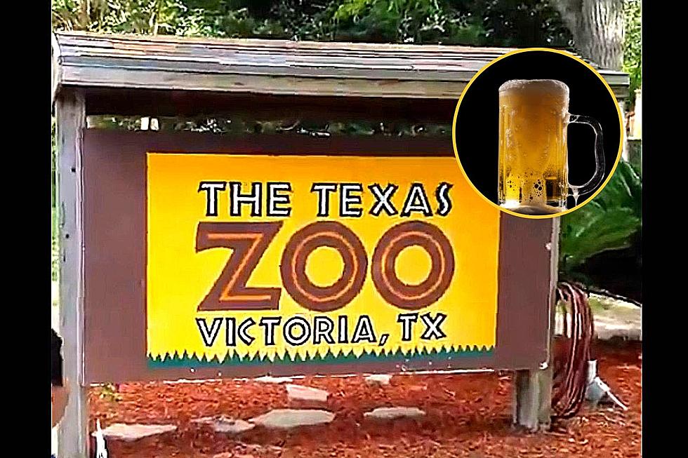 Drink Beer Save Animals At The Texas Zoo This Weekend