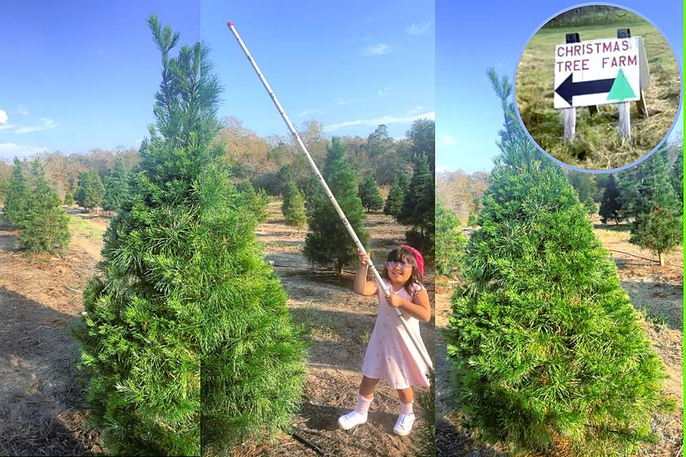 Chopping Down Christmas Trees and Making New Traditions in Luling