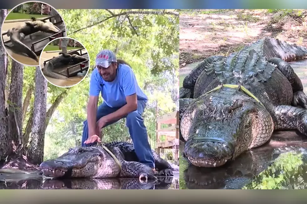 Texas Man Wrestles Terrifying Colossal-Sized Alligator With 1 Arm