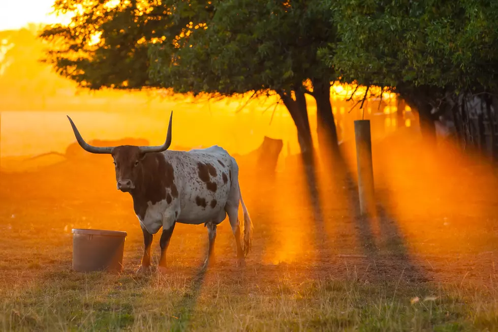 22 Obvious Ways To Tell You’re From Texas