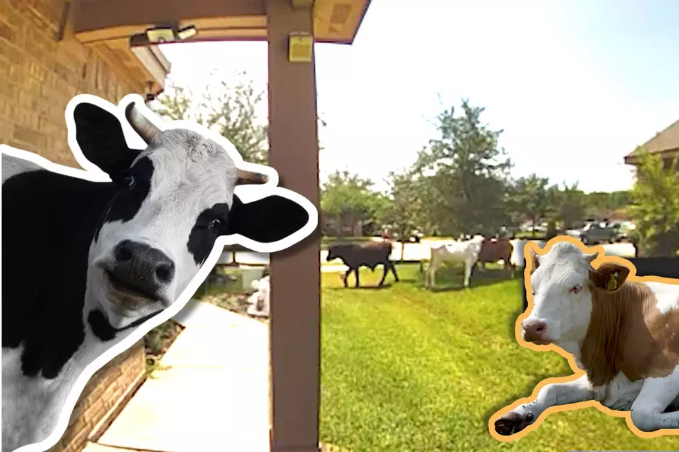 Hilarious Invasion of Cows Munch Down on Houston Lawns