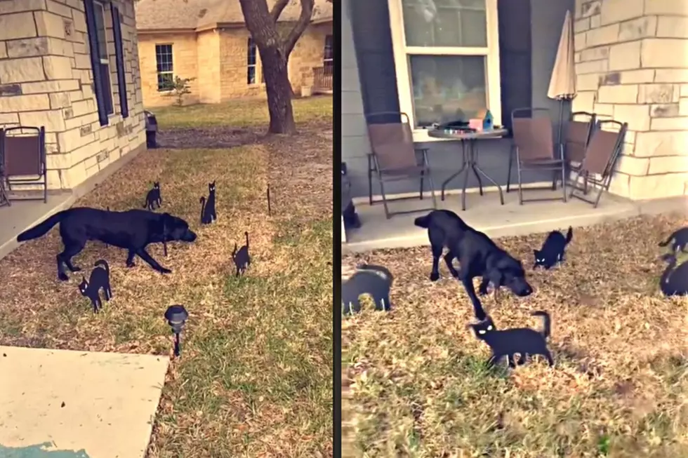 Hilarious Video Shows Dog Petrified of Fake Creepy Black Cats